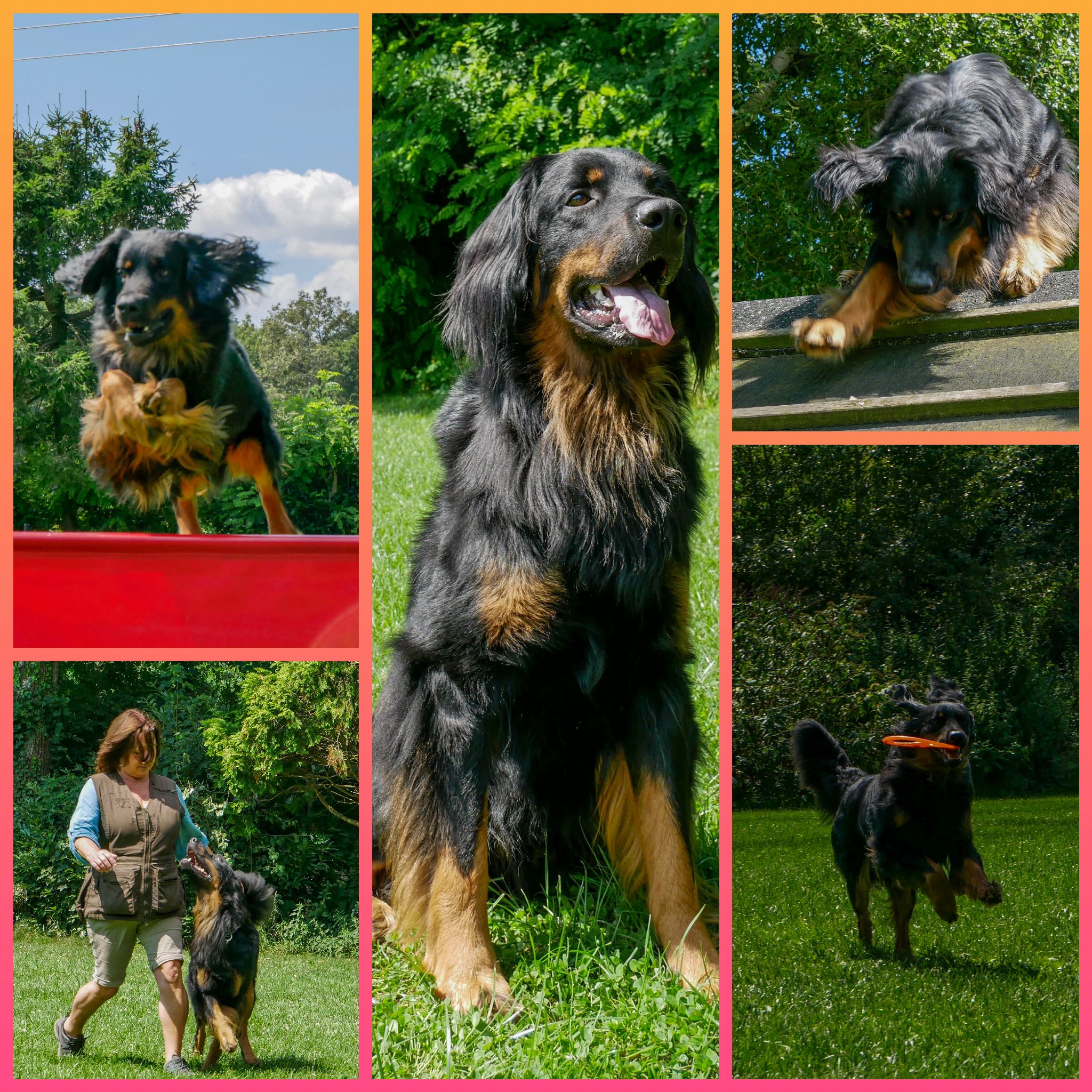 Peppino vom Pferdebach