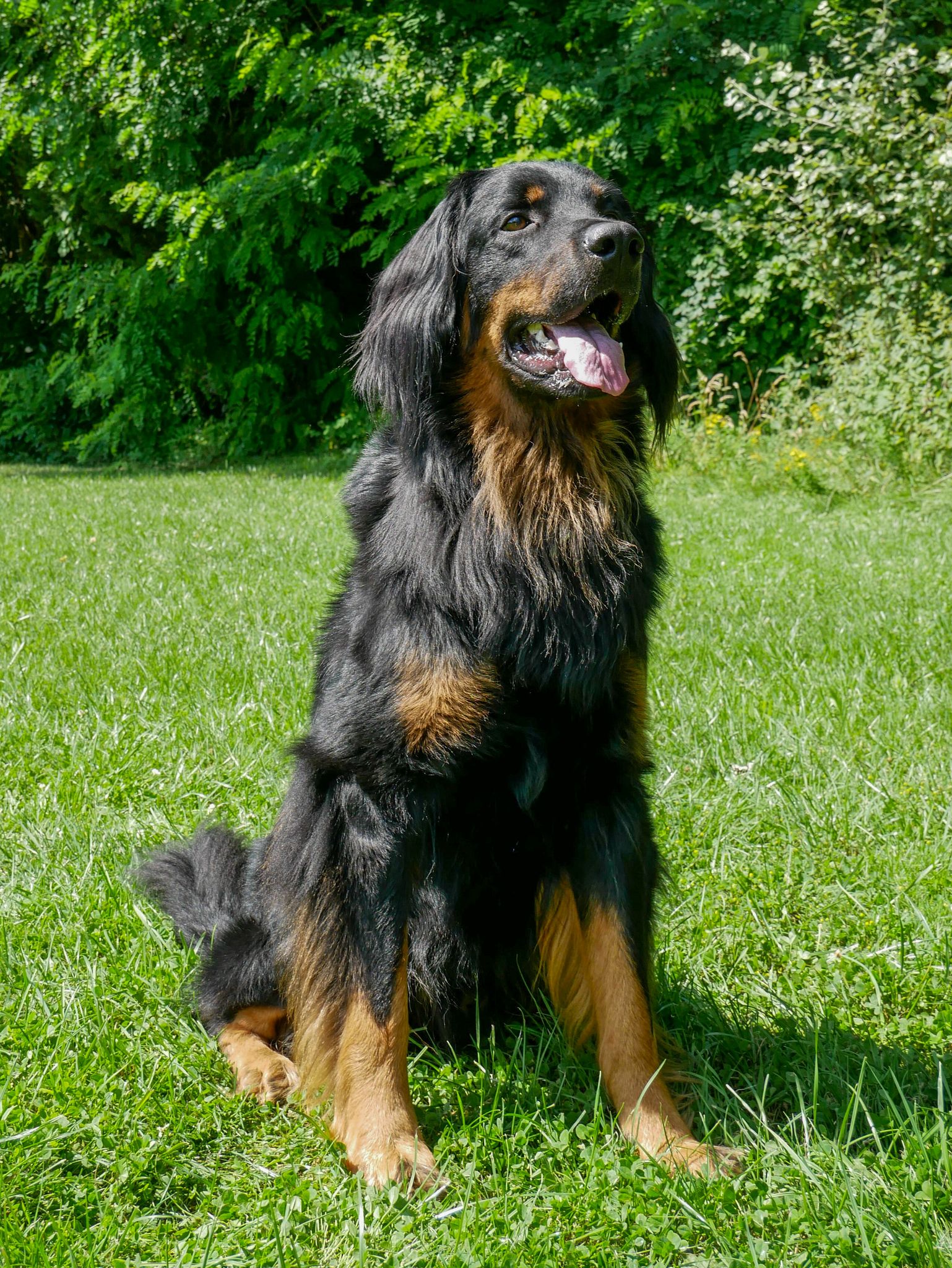 Peppino vom Pferdebach